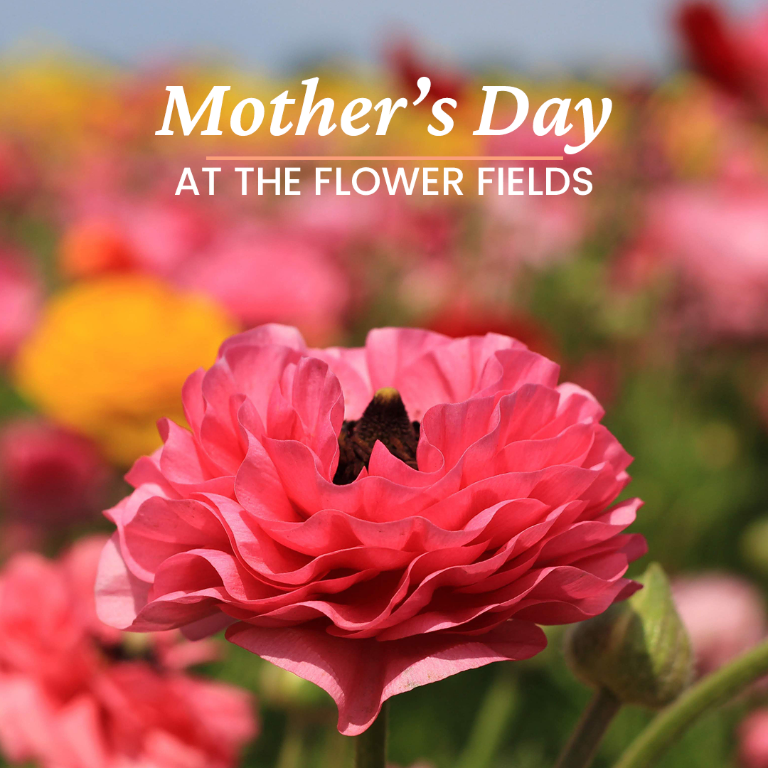 Mother's Day - The Flower Fields